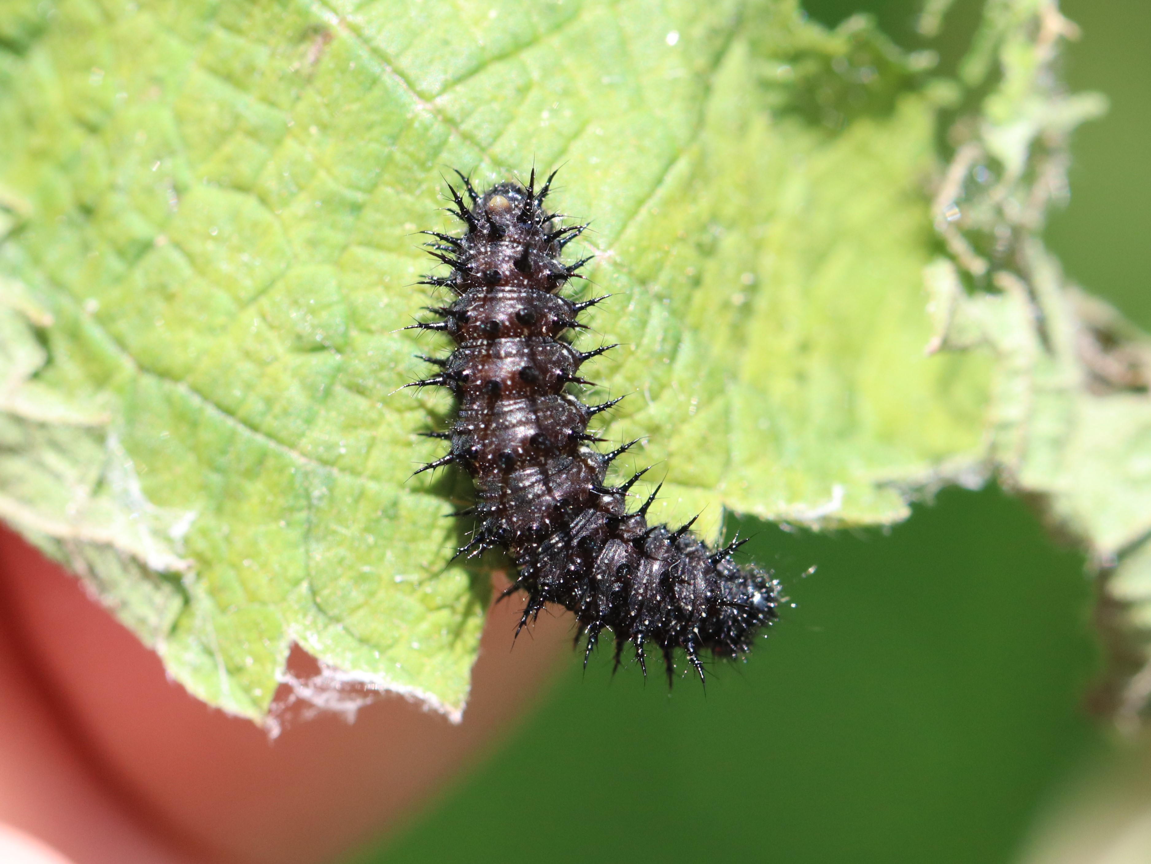 アカタテハ幼虫